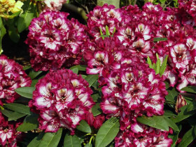 Różanecznik Painted Purple