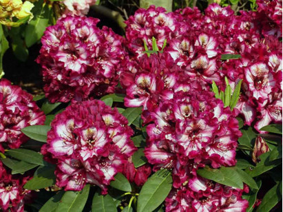 Różanecznik Painted Purple