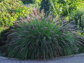 Rozplenica japońska Viridescens