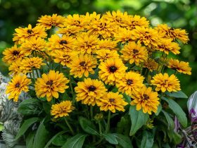 Rudbekia LITTLEBECKIA Ballerina