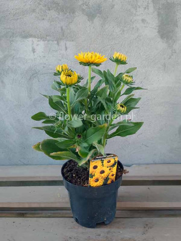 Rudbekia owłosiona SmileyZ™ Big Cheerleader