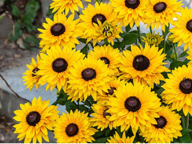 Rudbekia owłosiona SmileyZ™ Big Cheerleader