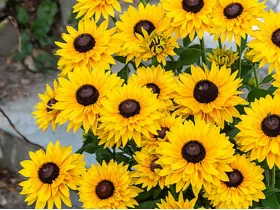 Rudbekia owłosiona SmileyZ™ Big Cheerleader