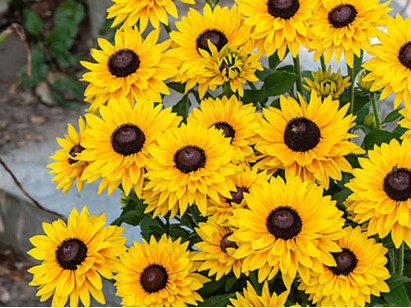 Rudbekia owłosiona SmileyZ™ Big Cheerleader