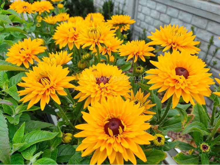 Rudbekia owłosiona SmileyZ™ Big Cheerleader