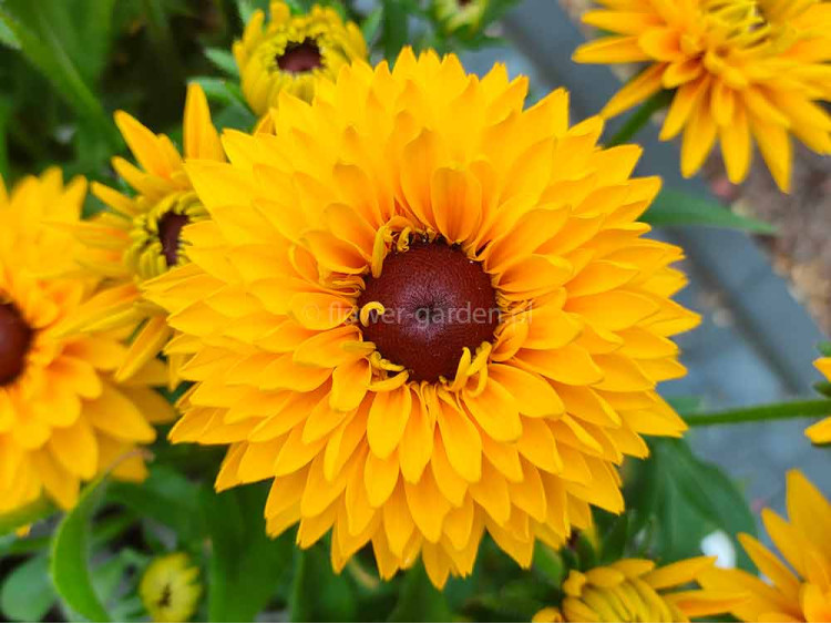 Rudbekia owłosiona SmileyZ™ Big Cheerleader