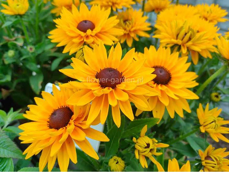 Rudbekia owłosiona SmileyZ™ Big Cheerleader