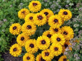 Rudbekia owłosiona SmileyZ™ Double Kissing