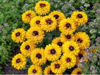 Rudbekia owłosiona SmileyZ™ Double Kissing