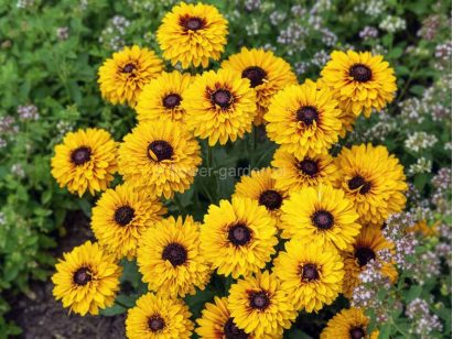 Rudbekia owłosiona SmileyZ™ Double Kissing