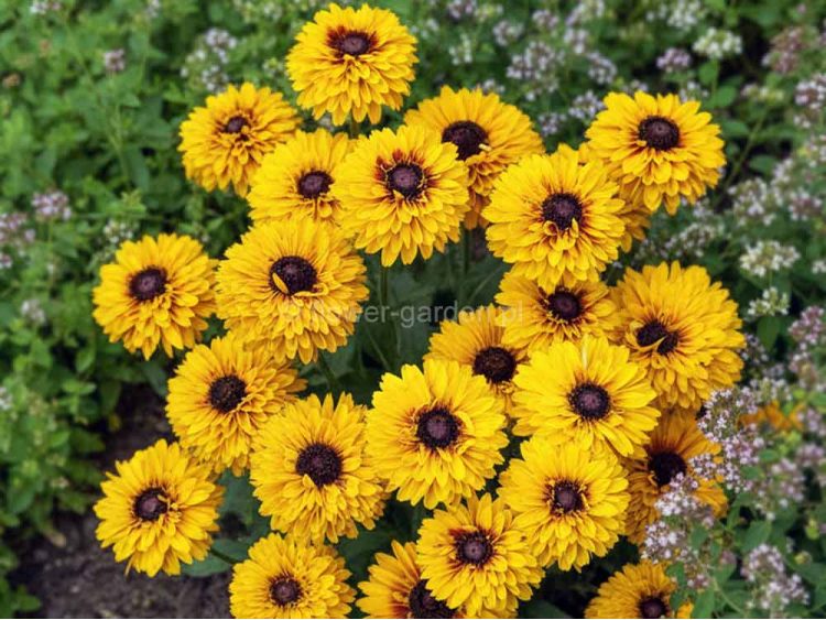 Rudbekia owłosiona SmileyZ™ Double Kissing