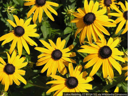 Rudbekia błyskotliwa Goldsturm
