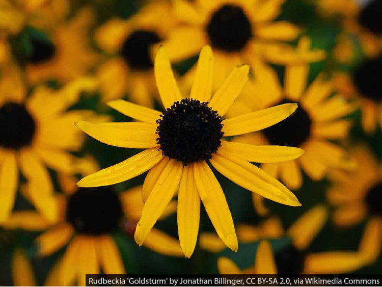 Rudbekia błyskotliwa Goldsturm