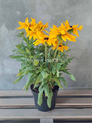 Rudbekia owłosiona Sunbeckia® Maya