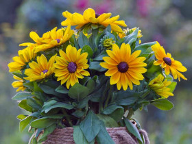 Rudbekia owłosiona Sunbeckia® Maya