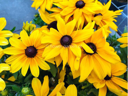 Rudbekia owłosiona Sunbeckia® Maya