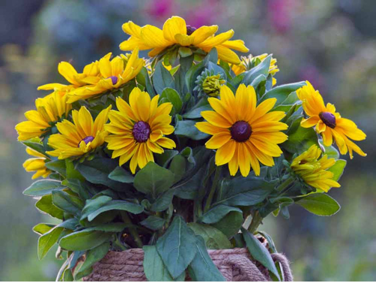 Rudbekia owłosiona Sunbeckia® Maya