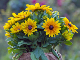 Rudbekia owłosiona Sunbeckia® Maya