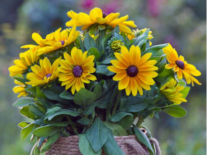 Rudbekia owłosiona Sunbeckia® Maya