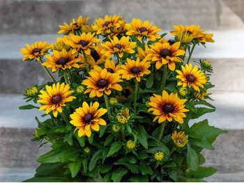 Rudbeckia LITTLEBECKIA Pirouette