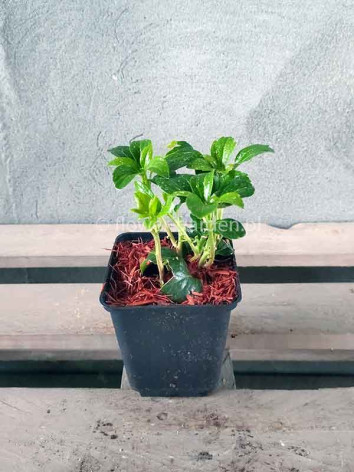 Runianka japońska Green Sheen
