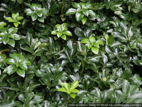 Runianka japońska Green Sheen