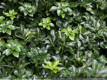 Runianka japońska Green Sheen