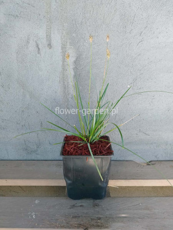 Sesleria błęktina