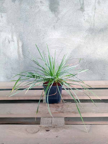 Sesleria błęktina