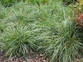 Sesleria błękitna