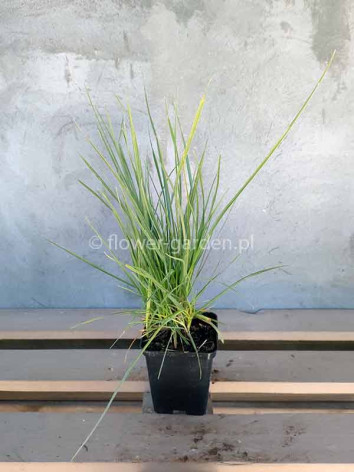 Sesleria jesienna