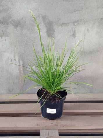 Sesleria jesienna