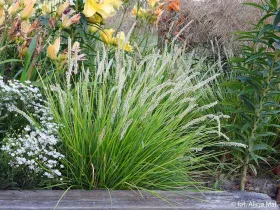 Sesleria jesienna
