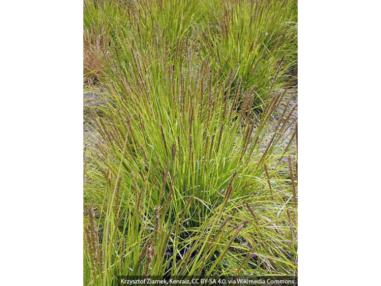 Sesleria jesienna
