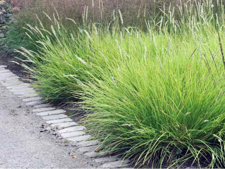 Sesleria jesienna