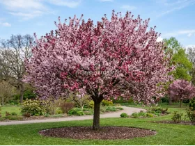 Śliwa wiśniowa Pissardii na pniu 130-150cm