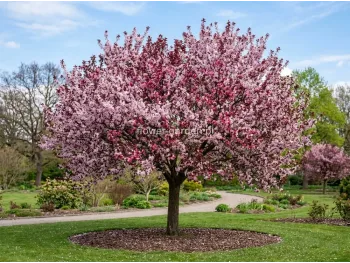 Śliwa wiśniowa Pissardii na pniu 130-150cm