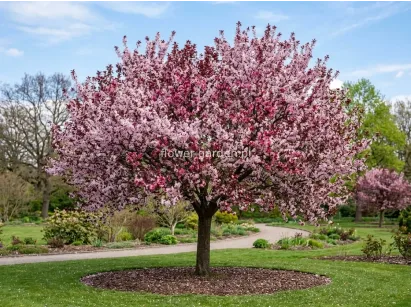 Śliwa wiśniowa Pissardii na pniu 130-150cm