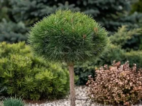 Sosna czarna Arigato na pniu 70cm