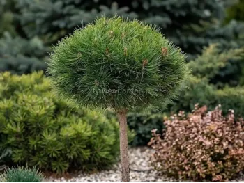 Sosna czarna Arigato na pniu 70cm