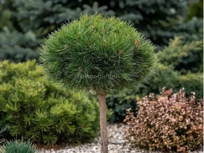 Sosna czarna Arigato na pniu 70cm