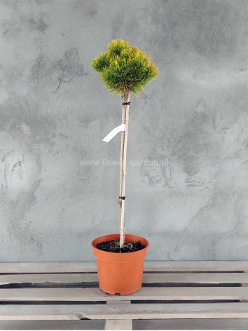 Sosna kosodrzewina Carsten's Wintergold na pniu 80cm