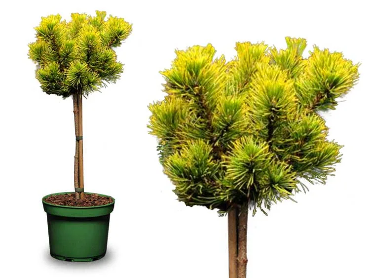 Sosna kosodrzewina Carsten's Wintergold NA PNIU 80cm