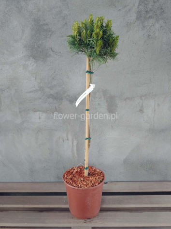 Sosna wejmutka Green Twist na pniu 80cm