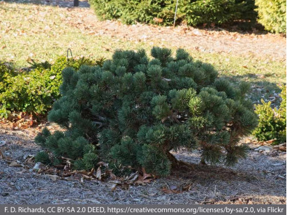 Sosna górska Jakobsen na pniu 70cm