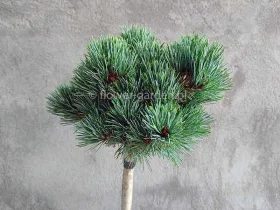 Sosna drobnokwiatowa Kin-Po NA PNIU 70cm