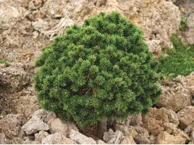 Sosna kosodrzewina Kuck's Minimops