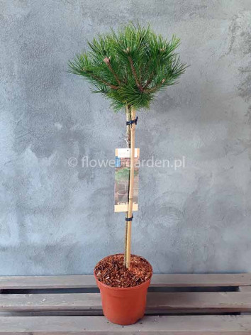 Sosna gęstokwiatowa Low Glow na pniu 80cm