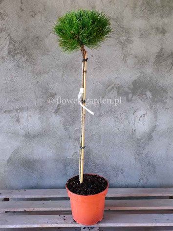 Sosna czarna Marie Brégeon na pniu 90cm