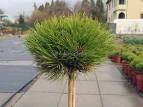 Sosna czarna Marie Brégeon na pniu